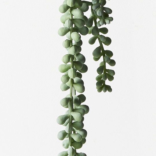 6 x String of Pearls Hanging Bush