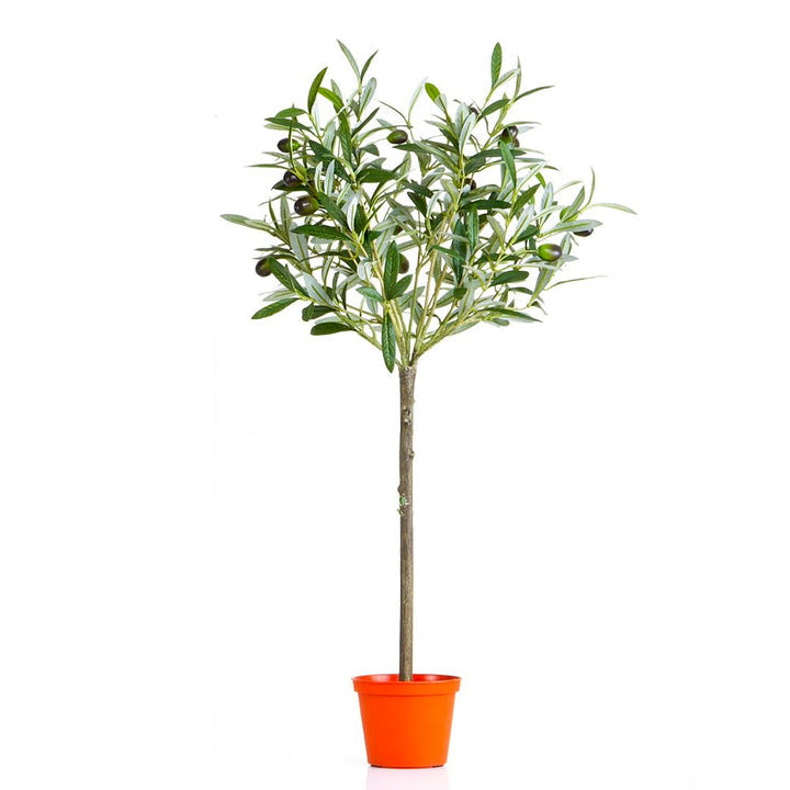 Olive Topiary 65cm W/312 Lvs 18 F