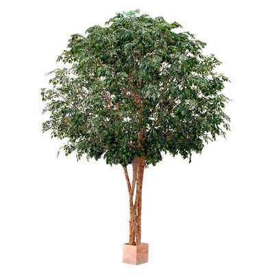 Mixed Ficus Giant Tree x 4 3.7m 30500Lvs