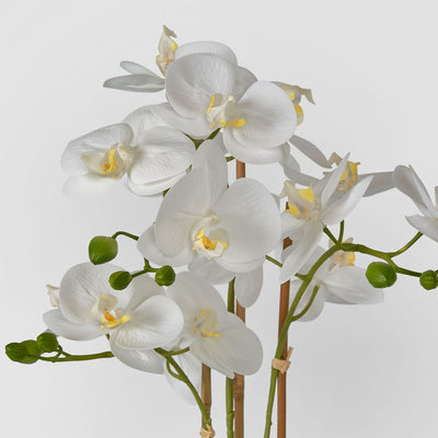Luxe Phalaenopsis in Ribbed Bowl-3 Stems