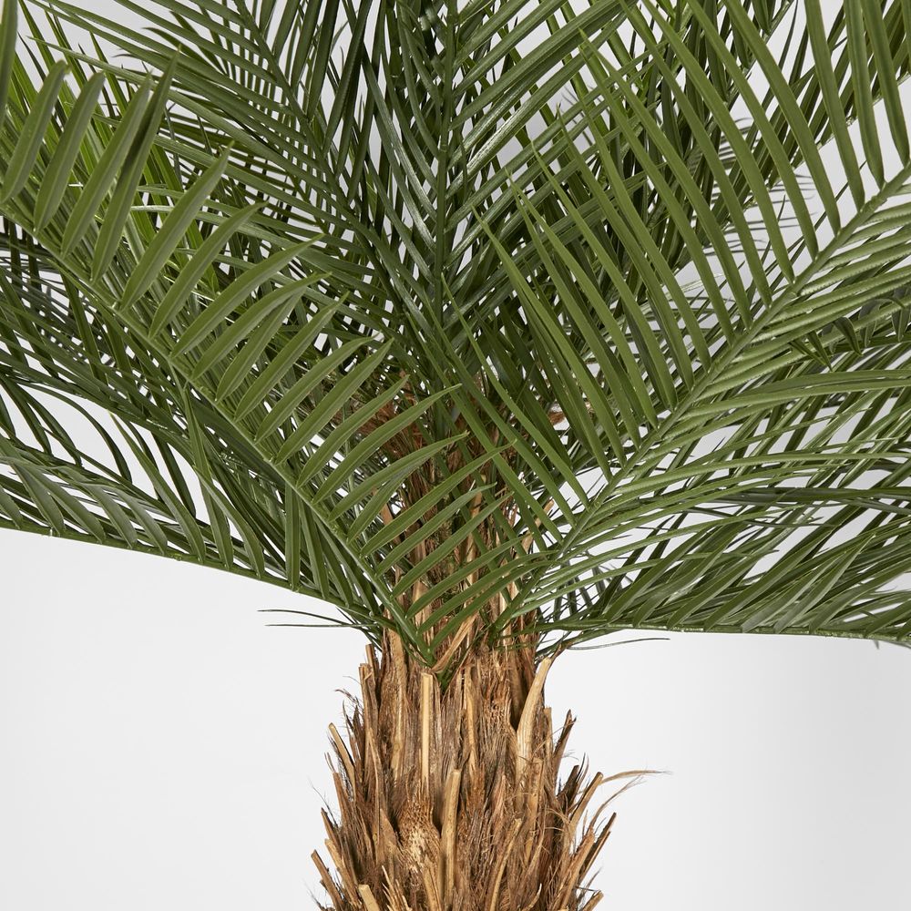 Phoenix Palm Tree 300cm