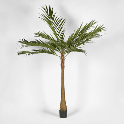 Majesty Palm Tree 240cm