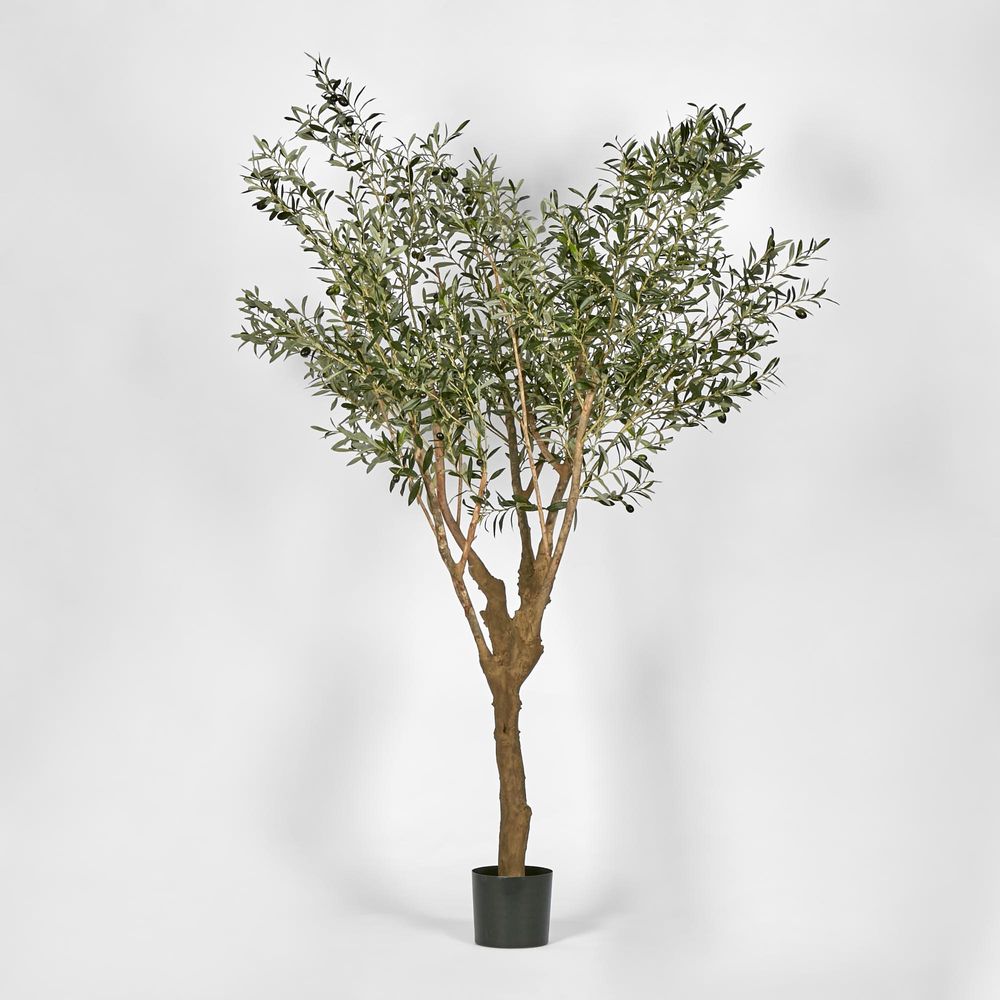 Olive Tree With 5 Branch Trunk 225cm