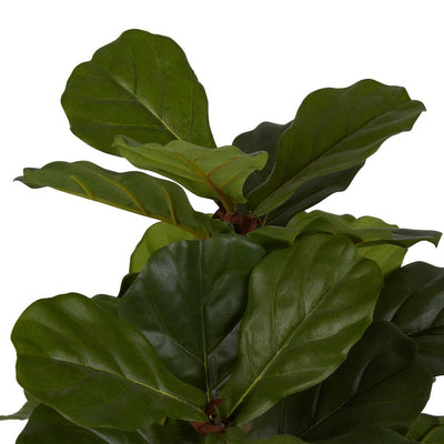 Fiddle Leaf Fig Potted Plant 65cm