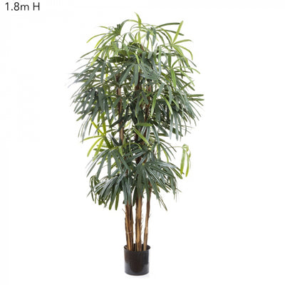 Artificial Raphis Palm (Broad Leaf) 1.8m - House of Isabella AU