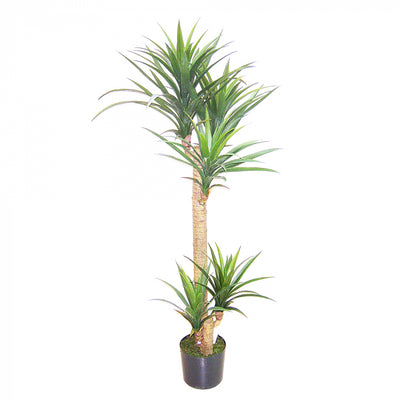 Artificial Yucca Head Tree in Plastic Pot 1.5m - House of Isabella AU