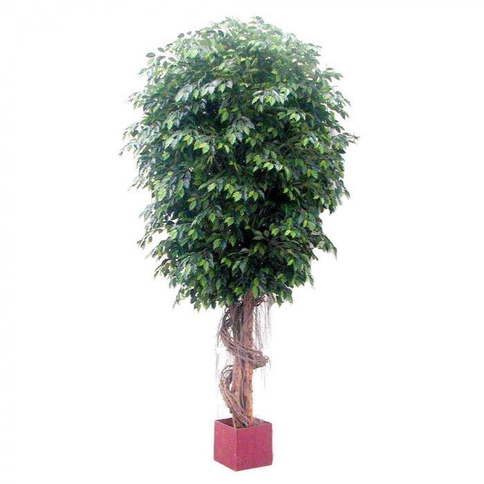 Artificial 6.1M Giant Fat Ficus Tree W/22912 Lvs - House of Isabella AU