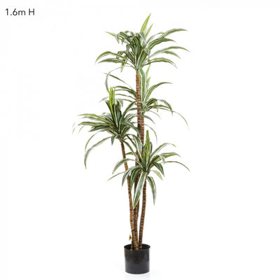 Artificial Variegated Dracaena 1.6m - House of Isabella AU