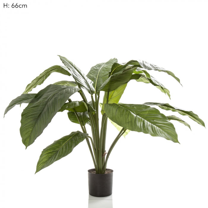Artificial 66cm Spathiphyllum Potted 19 l - House of Isabella AU