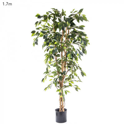 Artificial Ficus Tree 1.7m - House of Isabella AU