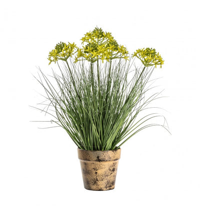 Potted Grass with 5 Heads Yellow