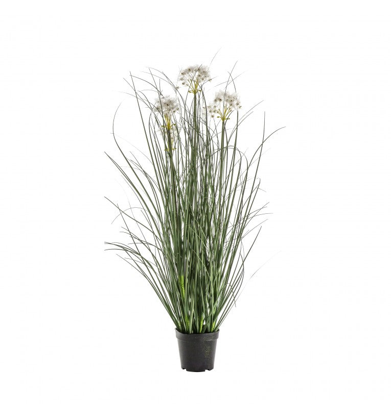 Potted Grass with 4 Heads White