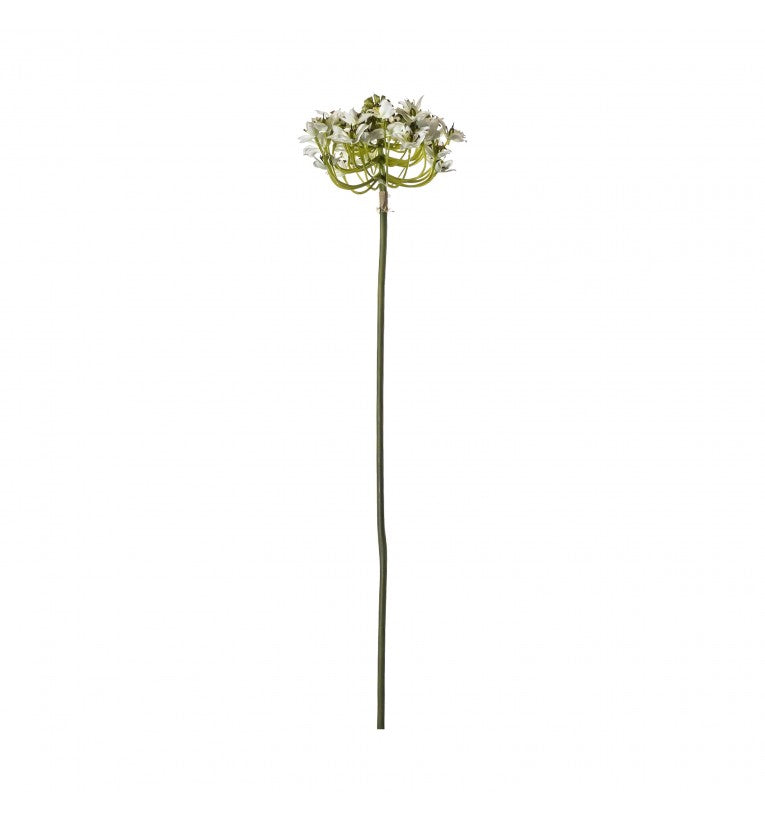 Queen Anne Lace Closed Stem Dry Look
