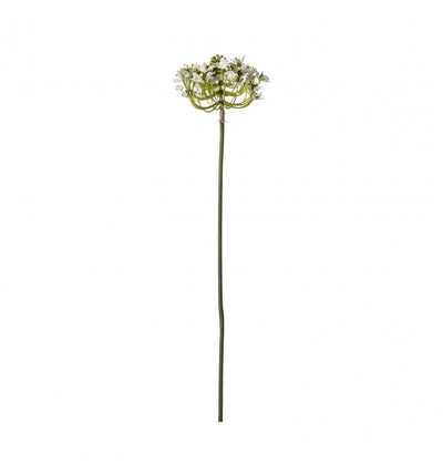 Queen Anne Lace Closed Stem Dry Look