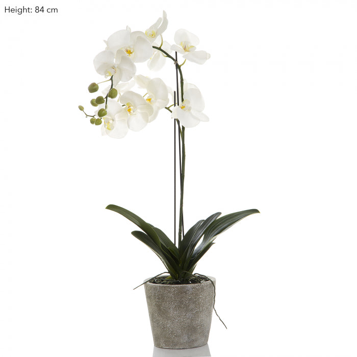 Artificial Orchid in Clay Pot 84cm White - House of Isabella AU