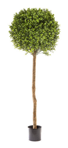 Artificial Boxwood Ball Tree 1.5M (Dia 60cm) - House of Isabella AU
