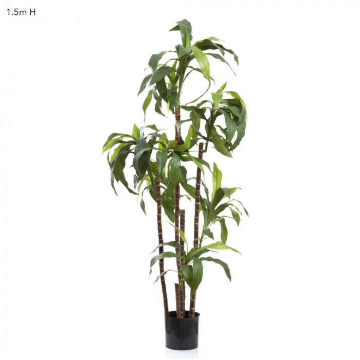 Artificial Dracaena Fragrans 8 Heads 1.5m - House of Isabella AU