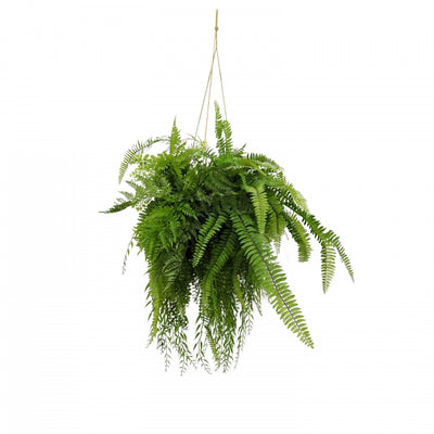 Artificial Fern Hanging 90cm - House of Isabella AU