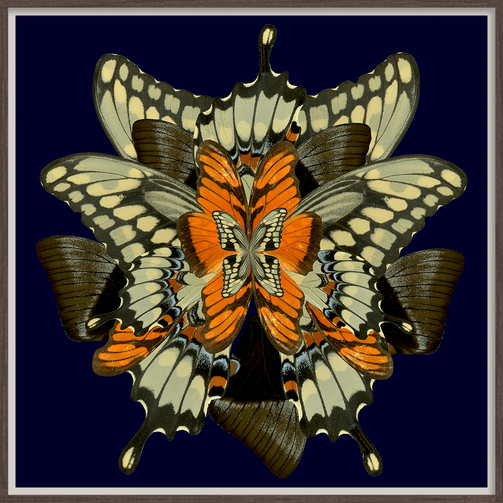 Butterfly Midnight Wings
