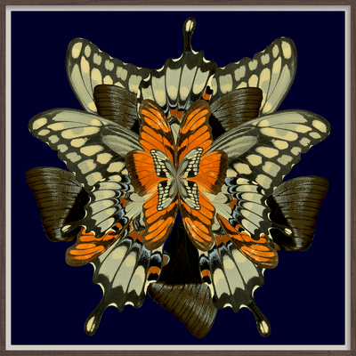 Butterfly Midnight Wings