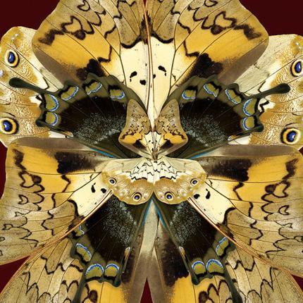 Butterfly Wings Dusk Artwork