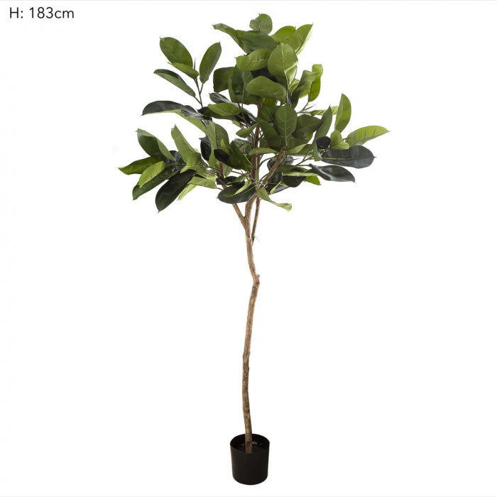 Artificial 1.83m Rubber Plant Tree w/109 Lvs - House of Isabella AU