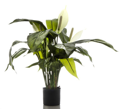 Artificial Spathiphyllum Lily 63cm White - House of Isabella AU