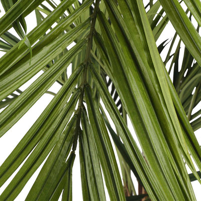 2.5m Kentia Palm 518 Leaves