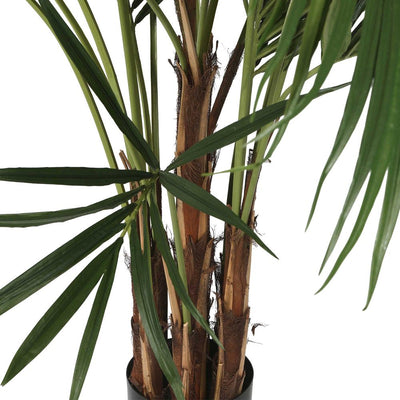 2.5m Kentia Palm 518 Leaves