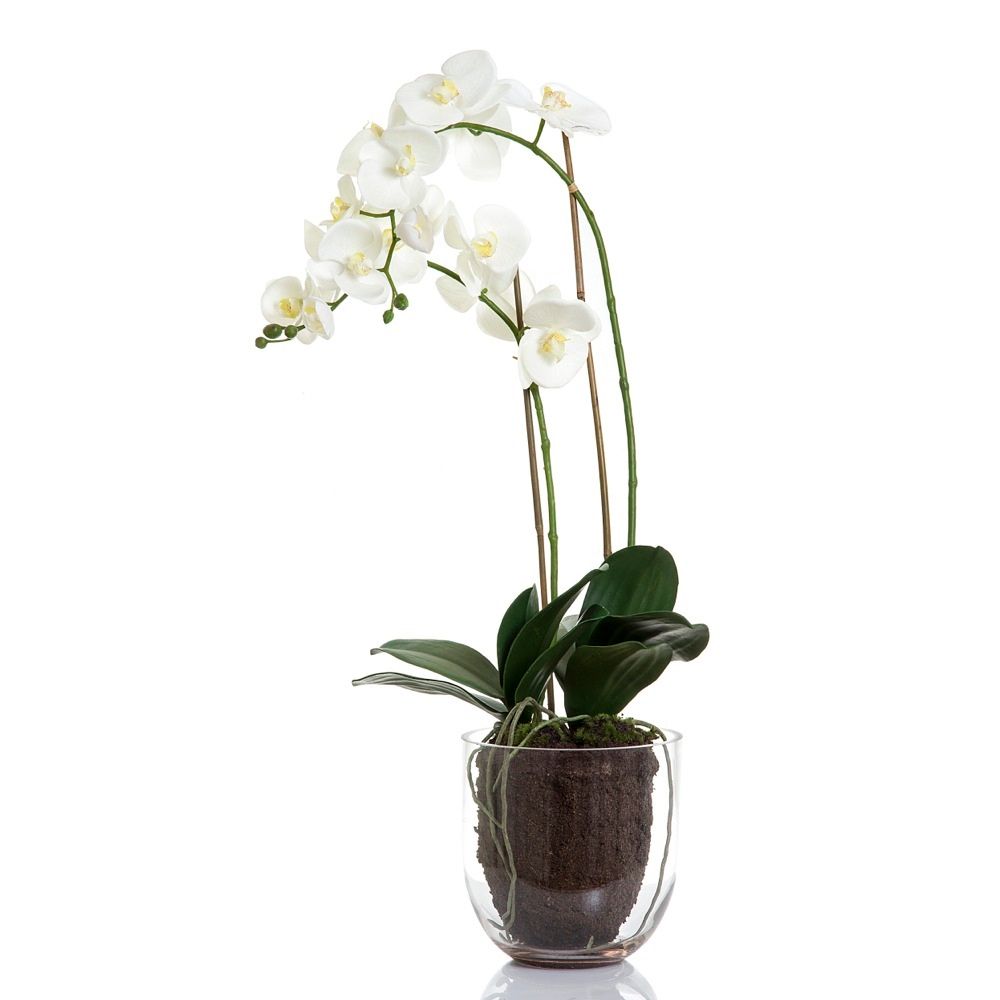 orchid in glass vase w/lvs white - House of Isabella AU