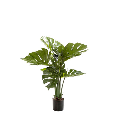 Pack of 2 x Monstera Split Philo Potted 63cm