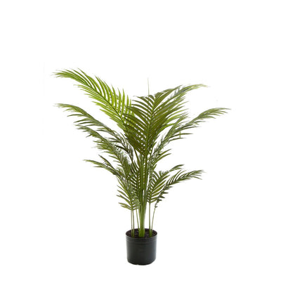 Pack of 2 x Palm Paradise in Pot 1m