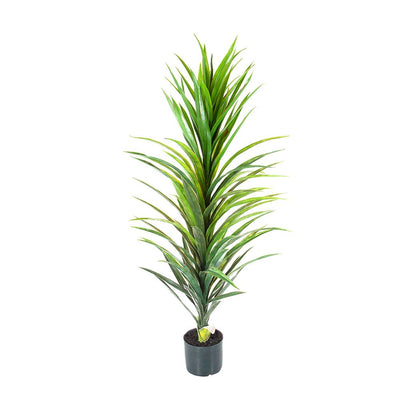 Pack of 2 x Yucca Plant in Black Pot 1.2m
