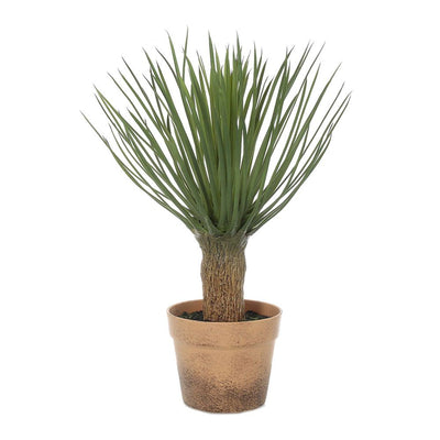 Pack of 2 x Yucca in Pot 50cm