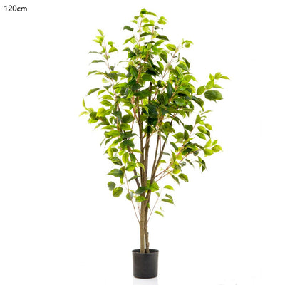 Ficus Tree Potted 1.2m 519 Lvs - House of Isabella AU
