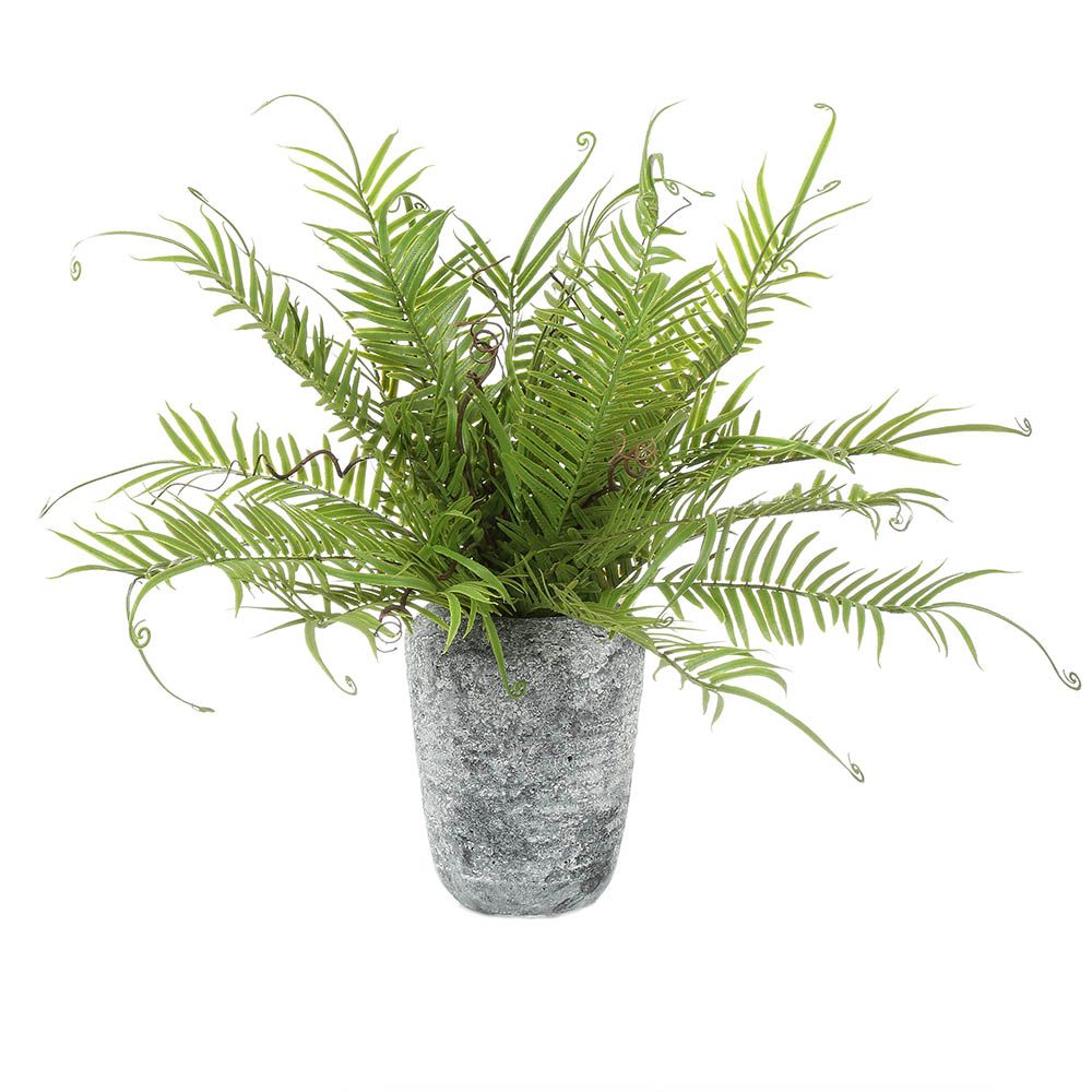 Fern in Pot - House of Isabella AU