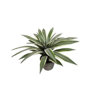 Flax Leaf Plant in Pot 35cm - House of Isabella AU