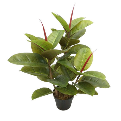 Rubber Tree x3 in Pot 80cm - House of Isabella AU