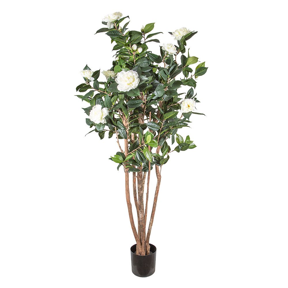 1.2m Camellia Japonica Tree Wh 582 Lv 28 - House of Isabella AU