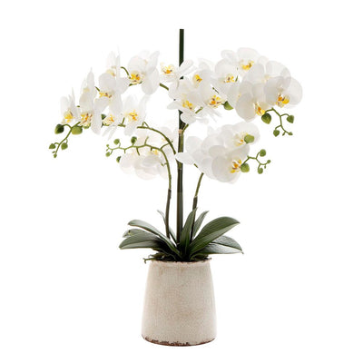 Pack of 2 x Orchid in Ivory Pot 60cm Large