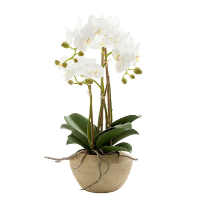 Orchid in Stone Pot Small 50cm White