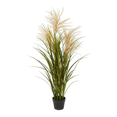 Pack of 2 x Pampas Grasses in Black Pot