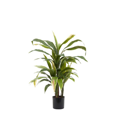 Pack of 2 x Cordyline Plant Green and Yellow 75cm