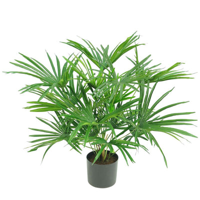 Pack of 2 x Baby Fan Palm Potted Bush w/17 Leaves 45cm
