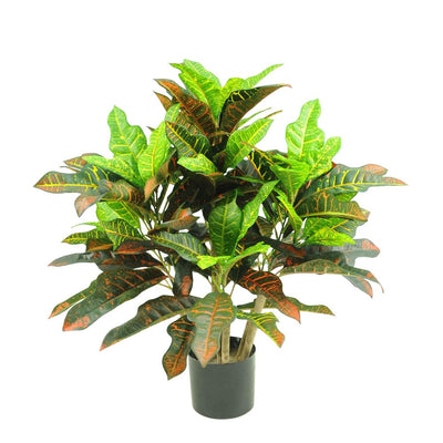 Pack of 2 x Croton Tree In Black Pot