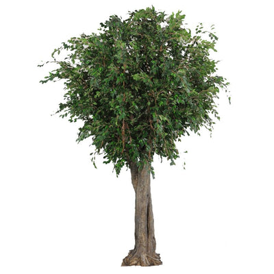 Ficus Exotica Giant Tree W/9280 Lvs 3.4M
