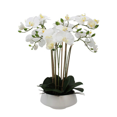 White Orchid in White Pot Large