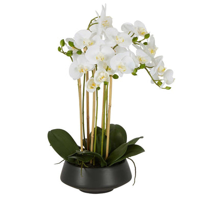 White Orchid in Black Pot Large