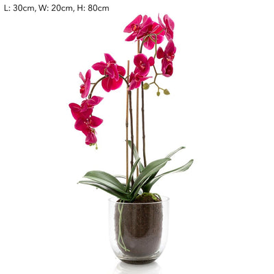 Orchid in Glass Vase W/Lvs Fuchsia - House of Isabella AU