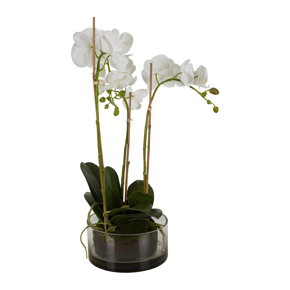 Orchid in Round Glass Vase White - House of Isabella AU